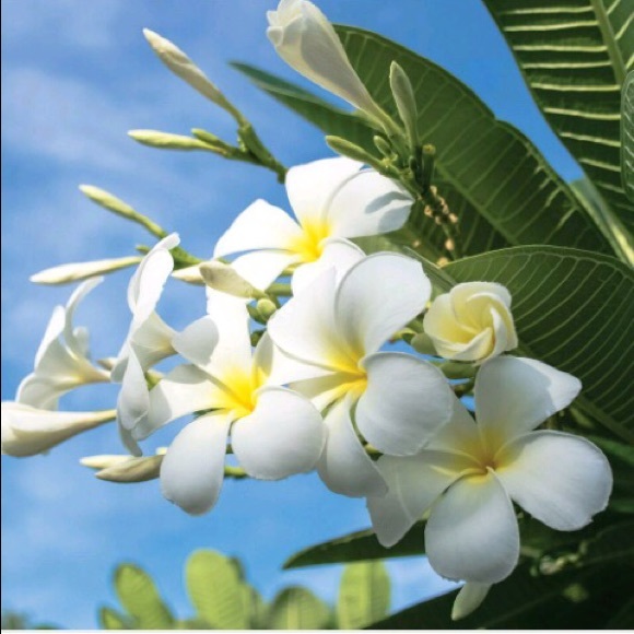 Meet your Posher, Jess the Eclectic! Danica’s Mom - Picture 1 of 3